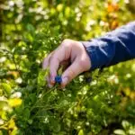 agriculture-7917686_1280