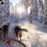 Magical Pond huskies